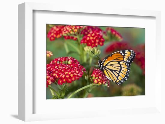 Viceroy Butterfly That Mimics the Monarch Butterfly-Darrell Gulin-Framed Photographic Print