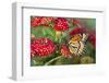 Viceroy Butterfly That Mimics the Monarch Butterfly-Darrell Gulin-Framed Photographic Print