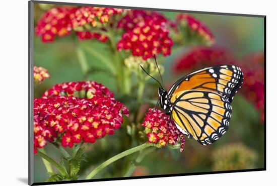 Viceroy Butterfly That Mimics the Monarch Butterfly-Darrell Gulin-Mounted Photographic Print