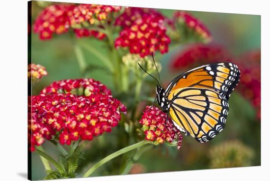 Viceroy Butterfly That Mimics the Monarch Butterfly-Darrell Gulin-Stretched Canvas