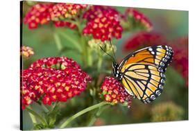 Viceroy Butterfly That Mimics the Monarch Butterfly-Darrell Gulin-Stretched Canvas