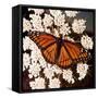 Viceroy Butterfly-null-Framed Stretched Canvas