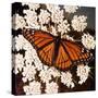 Viceroy Butterfly-null-Stretched Canvas