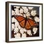 Viceroy Butterfly-null-Framed Photographic Print