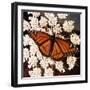 Viceroy Butterfly-null-Framed Photographic Print