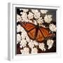 Viceroy Butterfly-null-Framed Photographic Print