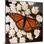 Viceroy Butterfly-null-Mounted Photographic Print