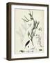 Vicia Bithynica Bithynian Vetch-null-Framed Giclee Print