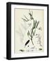 Vicia Bithynica Bithynian Vetch-null-Framed Giclee Print