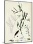 Vicia Bithynica Bithynian Vetch-null-Mounted Giclee Print