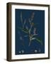 Vicia Cracca; Tufted Vetch-null-Framed Giclee Print