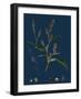 Vicia Cracca; Tufted Vetch-null-Framed Giclee Print