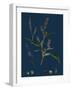 Vicia Cracca; Tufted Vetch-null-Framed Giclee Print