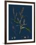 Vicia Cracca; Tufted Vetch-null-Framed Giclee Print