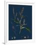 Vicia Cracca; Tufted Vetch-null-Framed Giclee Print