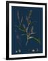 Vicia Cracca; Tufted Vetch-null-Framed Giclee Print