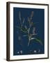 Vicia Cracca; Tufted Vetch-null-Framed Giclee Print