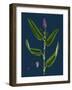 Vicia Gracilis; Many-Seeded Slender Tare-null-Framed Giclee Print