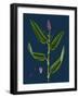Vicia Gracilis; Many-Seeded Slender Tare-null-Framed Giclee Print