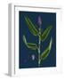 Vicia Gracilis; Many-Seeded Slender Tare-null-Framed Giclee Print