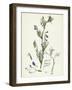 Vicia Gracilis Many-Seeded Slender Tare-null-Framed Giclee Print