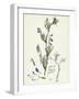 Vicia Gracilis Many-Seeded Slender Tare-null-Framed Giclee Print