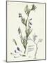 Vicia Gracilis Many-Seeded Slender Tare-null-Mounted Giclee Print