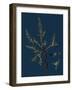 Vicia Lathyroides; Spring Vetch-null-Framed Giclee Print