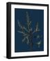 Vicia Lathyroides; Spring Vetch-null-Framed Premium Giclee Print