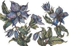 Borage to Lift the Spirits-Vicky Oldfield-Giclee Print