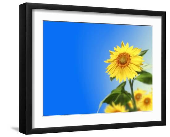 Photographic Print, , large