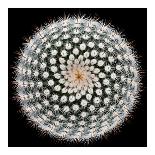 Ranunculus asiaticus-Victor Mozqueda-Framed Stretched Canvas