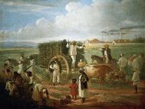 Cane Sugar Harvest in Cuba, 1874-Víctor Patricio Landaluce-Giclee Print