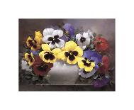 Rainbow of Pansies-Victor Santos-Stretched Canvas