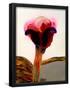 Essential Black