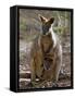 Victoria, A Wallaby and Her Joey on Phillip Island, Australia-Nigel Pavitt-Framed Stretched Canvas