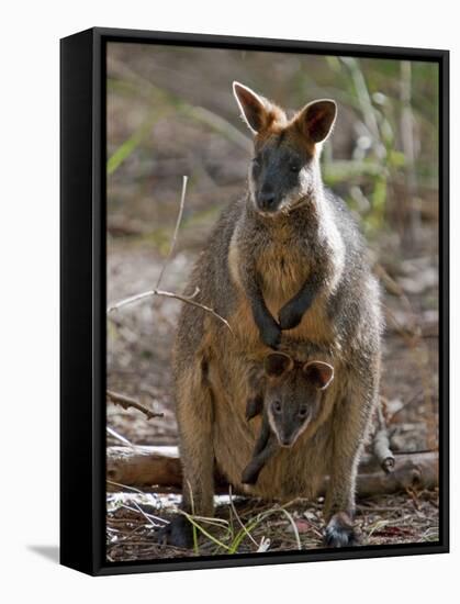 Victoria, A Wallaby and Her Joey on Phillip Island, Australia-Nigel Pavitt-Framed Stretched Canvas