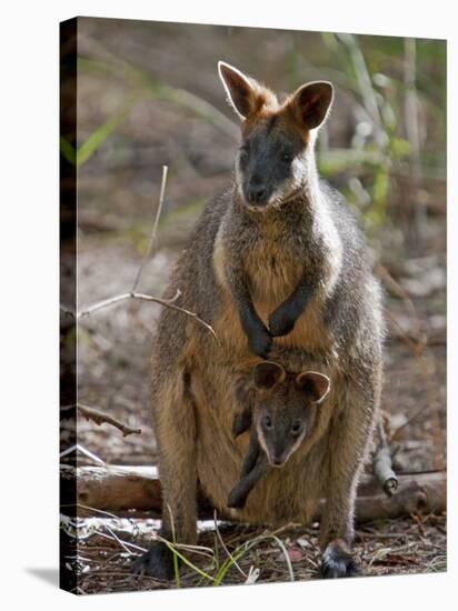 Victoria, A Wallaby and Her Joey on Phillip Island, Australia-Nigel Pavitt-Stretched Canvas