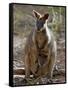 Victoria, A Wallaby and Her Joey on Phillip Island, Australia-Nigel Pavitt-Framed Stretched Canvas