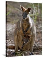 Victoria, A Wallaby and Her Joey on Phillip Island, Australia-Nigel Pavitt-Stretched Canvas