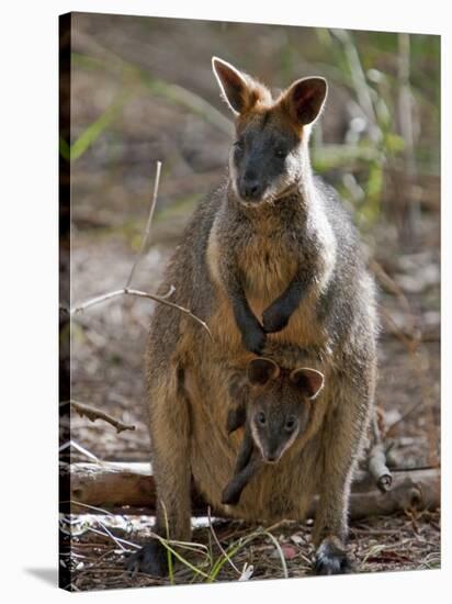 Victoria, A Wallaby and Her Joey on Phillip Island, Australia-Nigel Pavitt-Stretched Canvas