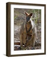 Victoria, A Wallaby and Her Joey on Phillip Island, Australia-Nigel Pavitt-Framed Photographic Print