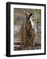 Victoria, A Wallaby and Her Joey on Phillip Island, Australia-Nigel Pavitt-Framed Photographic Print