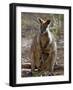 Victoria, A Wallaby and Her Joey on Phillip Island, Australia-Nigel Pavitt-Framed Photographic Print