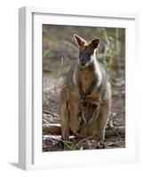 Victoria, A Wallaby and Her Joey on Phillip Island, Australia-Nigel Pavitt-Framed Photographic Print