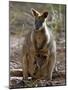 Victoria, A Wallaby and Her Joey on Phillip Island, Australia-Nigel Pavitt-Mounted Photographic Print