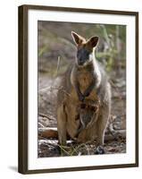 Victoria, A Wallaby and Her Joey on Phillip Island, Australia-Nigel Pavitt-Framed Photographic Print