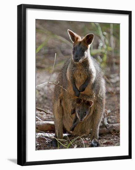 Victoria, A Wallaby and Her Joey on Phillip Island, Australia-Nigel Pavitt-Framed Photographic Print