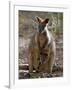 Victoria, A Wallaby and Her Joey on Phillip Island, Australia-Nigel Pavitt-Framed Photographic Print