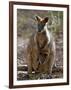 Victoria, A Wallaby and Her Joey on Phillip Island, Australia-Nigel Pavitt-Framed Photographic Print